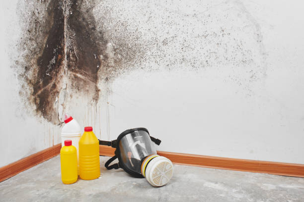 Certified Mold Removal in Marion, IN