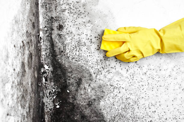 Professional Mold Removal in Marion, IN