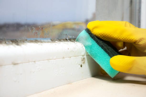 Best Commercial Mold Removal  in Marion, IN