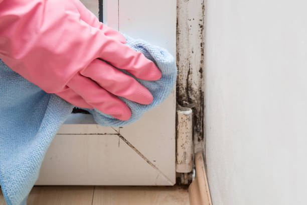 Best Fast Mold Removal  in Marion, IN